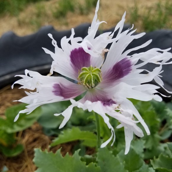 Meet your Posher, Michelle - Picture 2 of 4